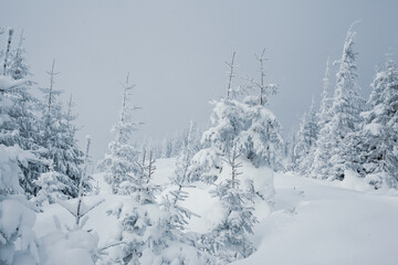 A snowy forest landscape with tall pine trees in the mountains