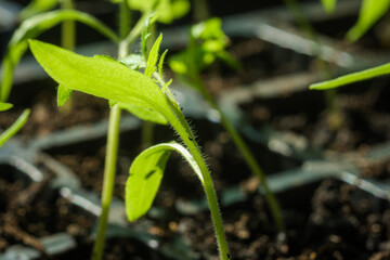 Tomato plant seedlings growing at home nursery in england uk