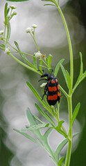 Beetle eating a plant