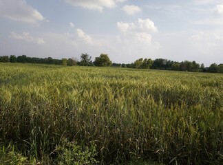 wheat field in the summer