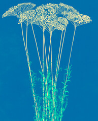 Ilustracja grafika wysoka trawa z kolorowymi kuleczkami motyw roślinny na niebieskim tle. - obrazy, fototapety, plakaty
