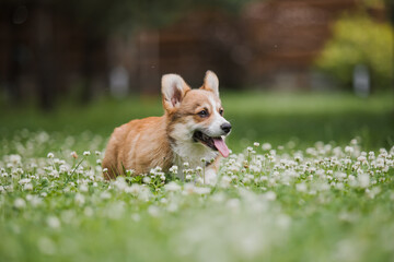 Naklejka na ściany i meble Corgi puppy dog running in a field of flowers