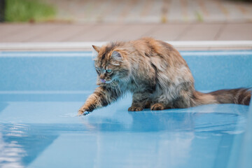 A cat is looking into a pool full of water