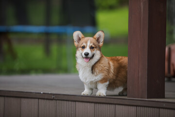 Corgi puppy on a deck with its tongue hanging out.