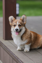 Corgi puppy on a deck with its tongue hanging out.