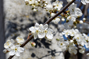 Obraz premium blooming tree