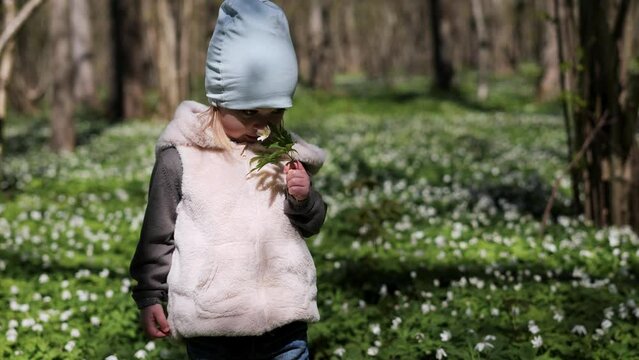 Little girl smells white anemone flowers in the forest 