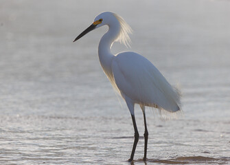 A snowy egret at sunrise with the golden light