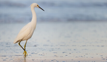 A snowy egret along the shore at sunrise