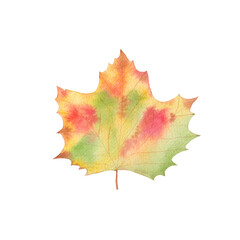 Autumn Watercolor Leaf - green, red, brown, gold. Isolated on White Background. Fall Illustration for Sales, Greeting card, Invitation