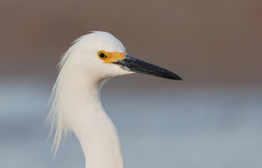 Portrait of a snowy egret
