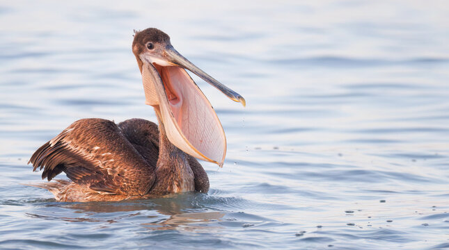 A brown pelican with its mouth wide open