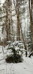 forest in winter