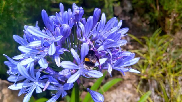 Close-up of a flowering flower and a bee in the park