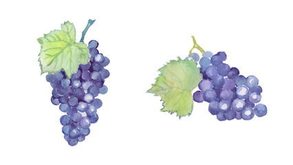 Fototapeta premium Grape, blue grapes, fruit , grape branches, sweet food ,watercolor food illustrations 