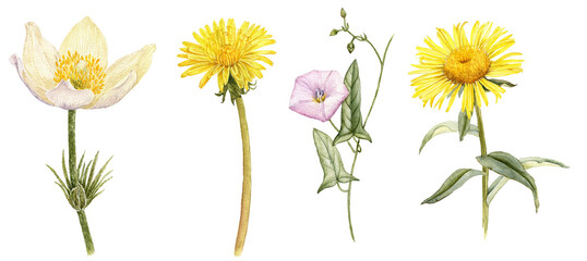 watercolor drawing wild flowers, pasque , dandelion,bindweed and elecampane, isolated at white background , hand drawn botanical illustration
