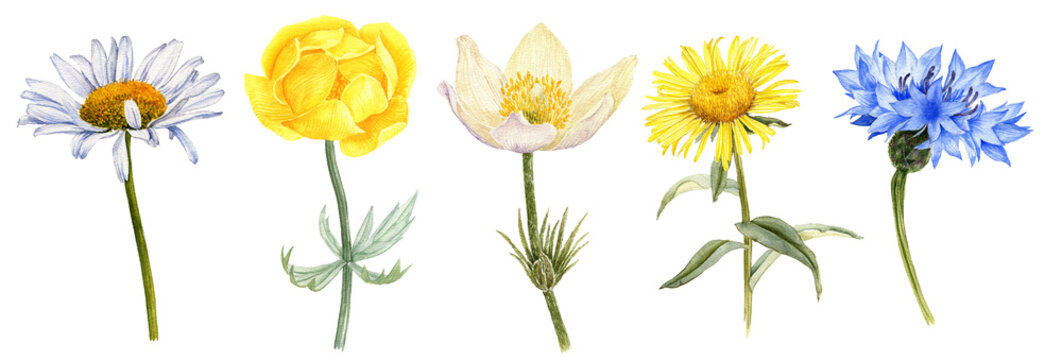 watercolor drawing flower of ox-eye daisy, pasque, yellow globeflower, blue cornflower and elecampane isolated at white background , hand drawn botanical illustration