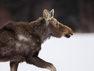 A young moose moves through the snow