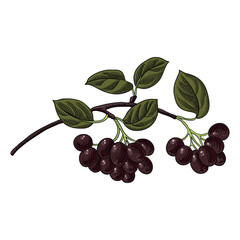 vector drawing branch of black chokeberry with berries and green leaves isolated at white background, hand drawn illustration