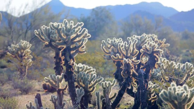 Cholla Cactus At Sonoran Deserts At Off-Roading In Boulders OHV Staging Area In Arizona, USA. Tilt-up