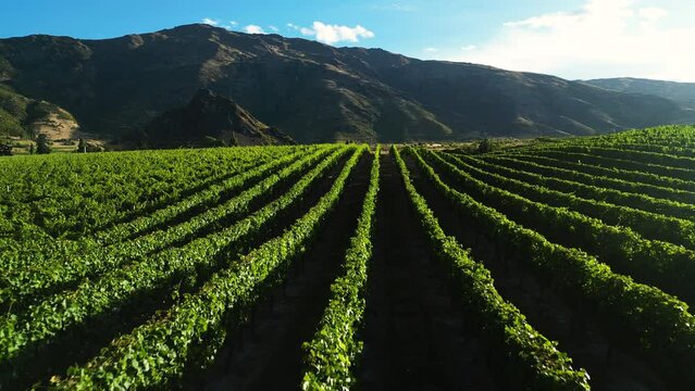 drone fly above Gibbston valleyQueenstown, New Zealand's largest wine cave and the region's oldest vineyards aerial footage