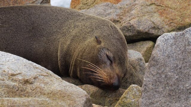 Seal sleeping on rocks gets splashed by water. Narooma New South Wales Australia. Daytime Close Up.