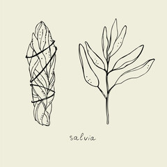 Sage and dry sage smudge stick. Salvia hand-drawn set. Herbal bundles,fragrant leaves. Vector illustration.Design element
