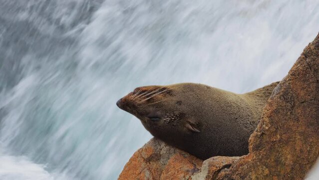 Seal sleeping laying on back on rocks by the sea with big waves in the background. Narooma New South Wales Australia. Daytime Close Up.