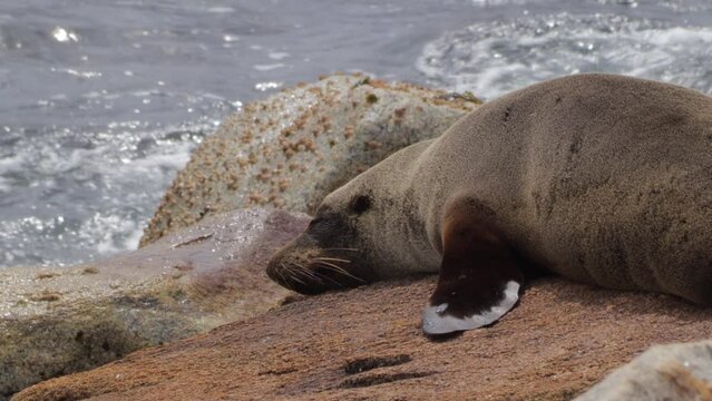 Seal sleeping on rocks by the sea. Waves in the background. Narooma New South Wales Australia. Daytime Medium Shot.