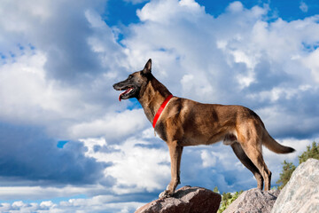 Malinois dog with a red collar stands on a large rock.