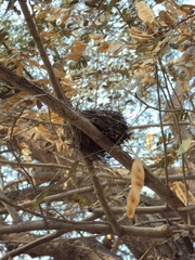 Bird's Nest