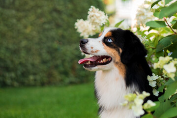 A dog sits in a garden with flowers and leaves
