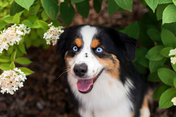 A dog sits in a garden with flowers and leaves