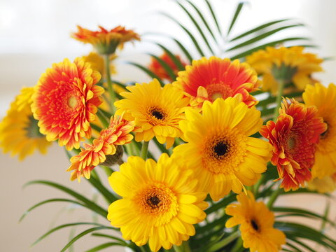 Kwiaty gerbery i liść palmy