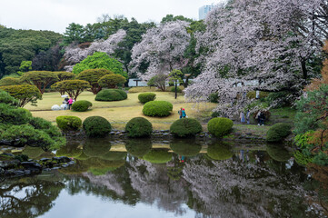Fototapeta na wymiar 東京都新宿区の公園に咲く桜