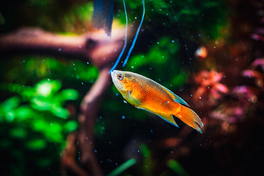 Lovely Macropodus Opercularis In My Tank