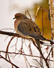 Dove Stock Photo and Image.  Mourning Dove close-up profile side view in the winter season perched with a forest background in its environment and habitat surrounding.