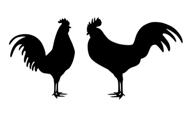 Silhouette of a rooster. Poultry