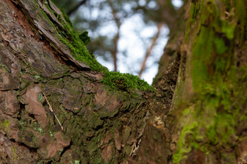 Mossy tree