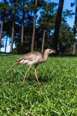 Siriema on the grass