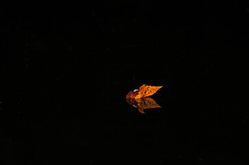 Dark Water with colorful leaf afloat on it and reflected in the water's surface
