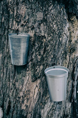 Maine Maple syrup pails on maple tree in spring.