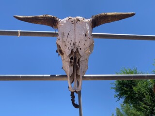 cr&acirc;ne de vache