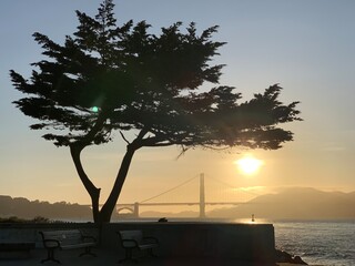 arbre devant un pont au coucher du soleil