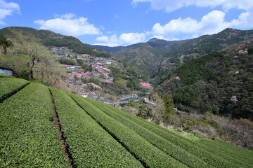 茶畑から寺村のハナモモを眺める　（高知県　仁淀川町）