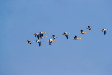 A Flock of Bar Headed Goose in blue sky