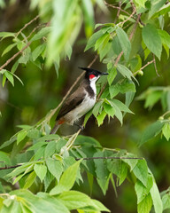 red-whiskered bulbul perched on a branch