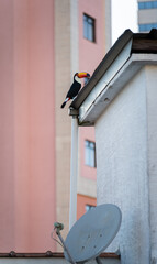 Tucan perched on a rooftop in urban Brazil, the integration of nature and modernity