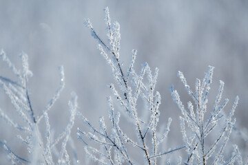 Shrub Branch Frosts in Finland during Cold Winter.
Branches of shrubs having frosts during a cold but sunny winter day in Finland