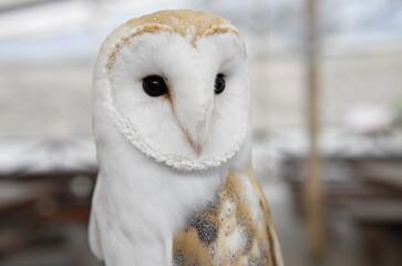 snowy owl in the snow
